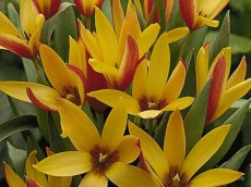 WOJTAS cebule lilii odmiany cebul tulipanw
