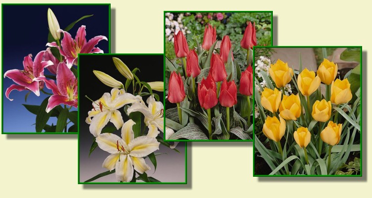 WOJTAS cebule lilii odmiany cebul tulipanw
